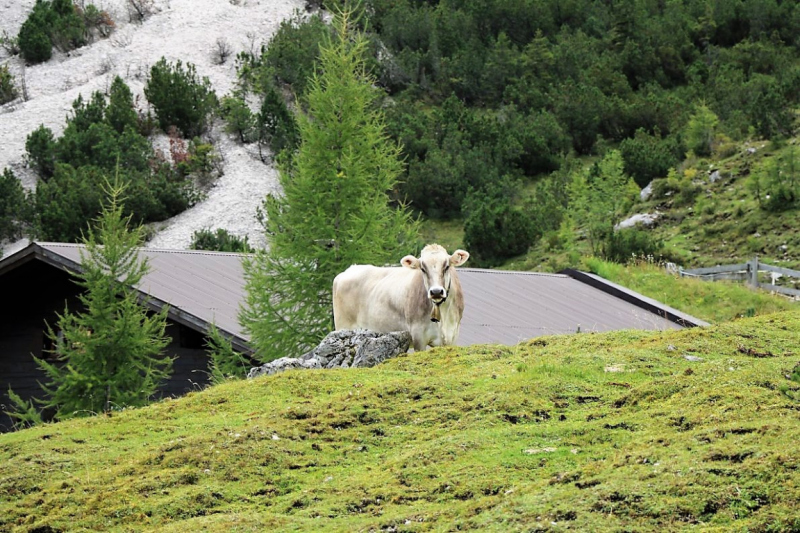 Freilichtbühne Seeben Alm – Almvieh und Wanderer auf Augenhöhe