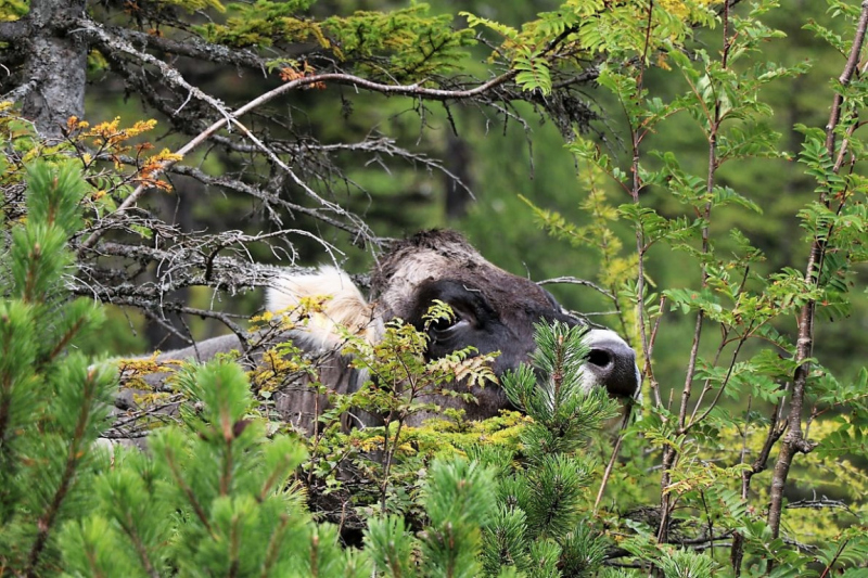 freilichtbuehne_seebenalm_2017_035