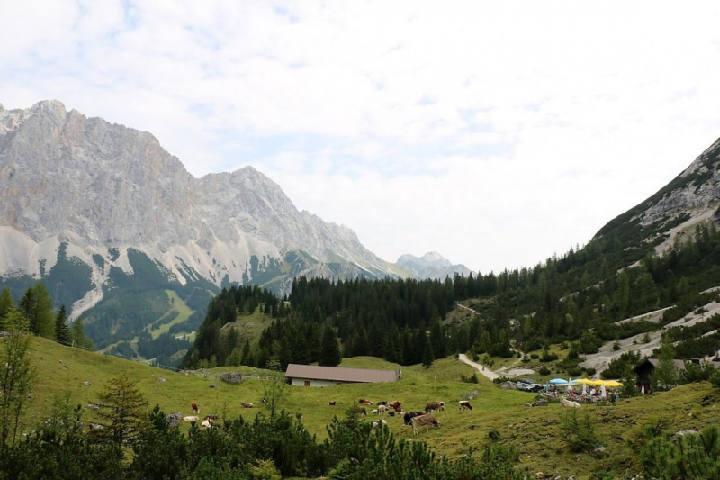 Freilichtbühne Seeben Alm – Almvieh und Wanderer auf Augenhöhe