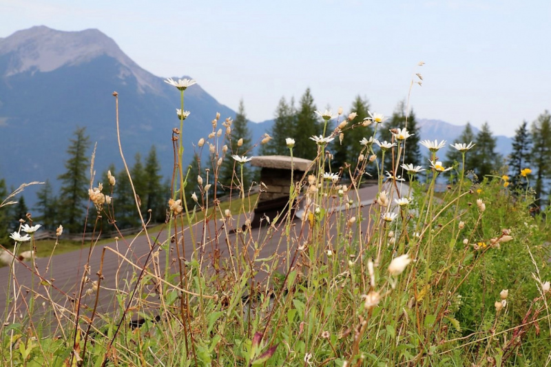 Freilichtbühne Seeben Alm – Almvieh und Wanderer auf Augenhöhe