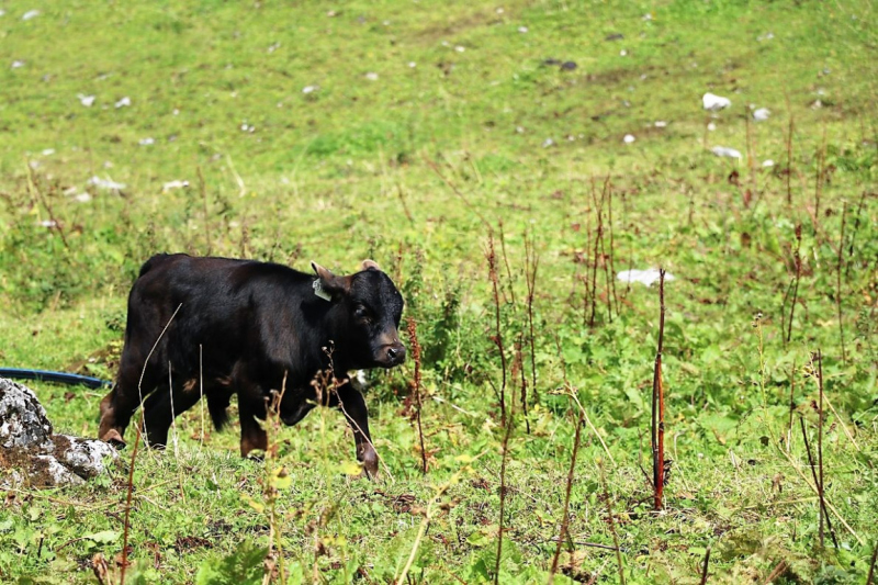 freilichtbuehne_seebenalm_2017_102