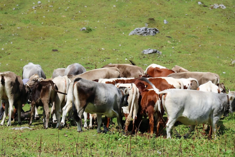 freilichtbuehne_seebenalm_2017_115
