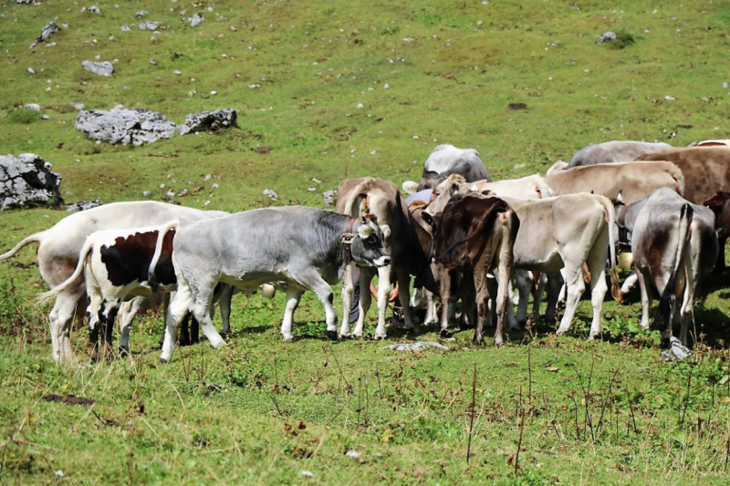 freilichtbuehne_seebenalm_2017_118
