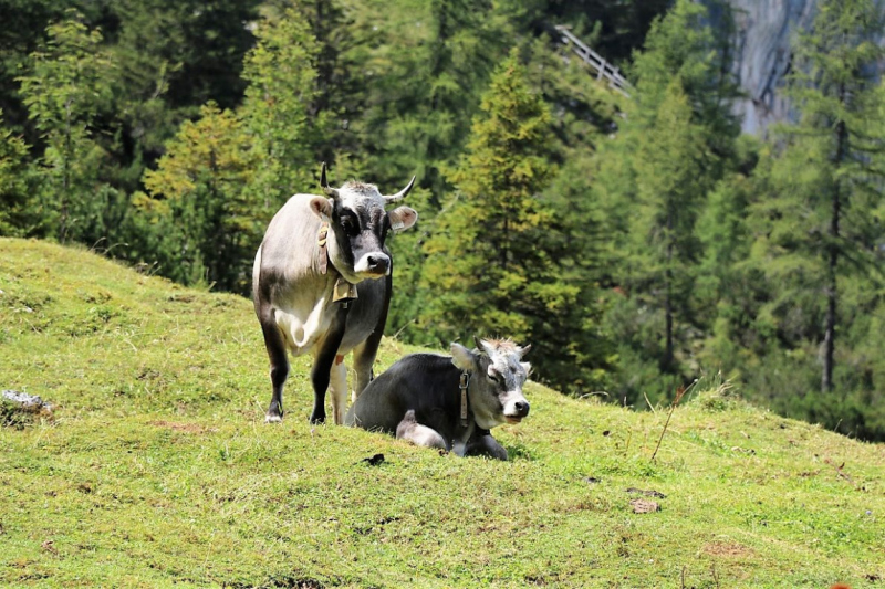 Freilichtbühne Seeben Alm – Almvieh und Wanderer auf Augenhöhe