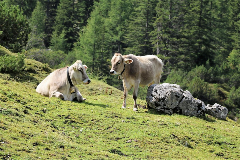 Freilichtbühne Seeben Alm – Almvieh und Wanderer auf Augenhöhe