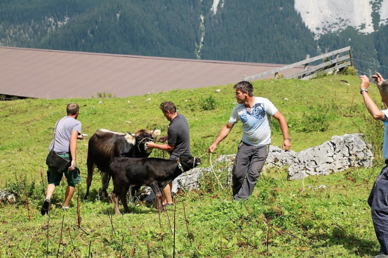 Freilichtbühne Seeben Alm – Almvieh und Wanderer auf Augenhöhe
