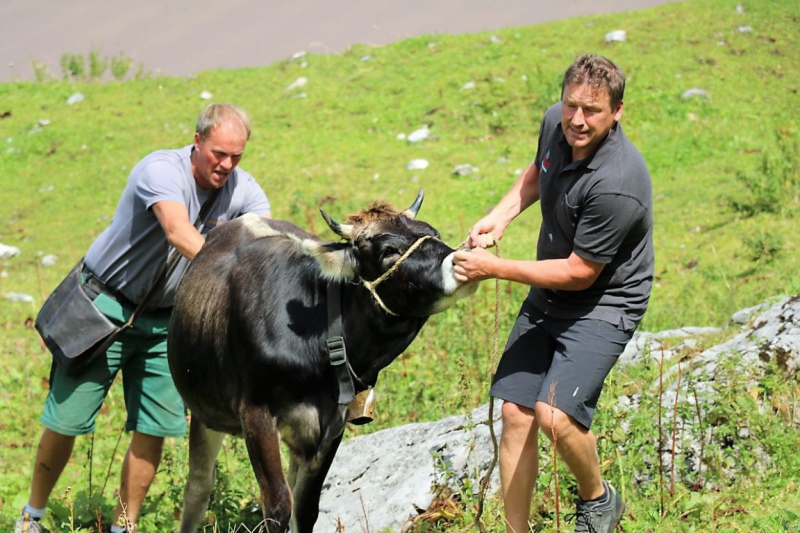 Freilichtbühne Seeben Alm – Almvieh und Wanderer auf Augenhöhe