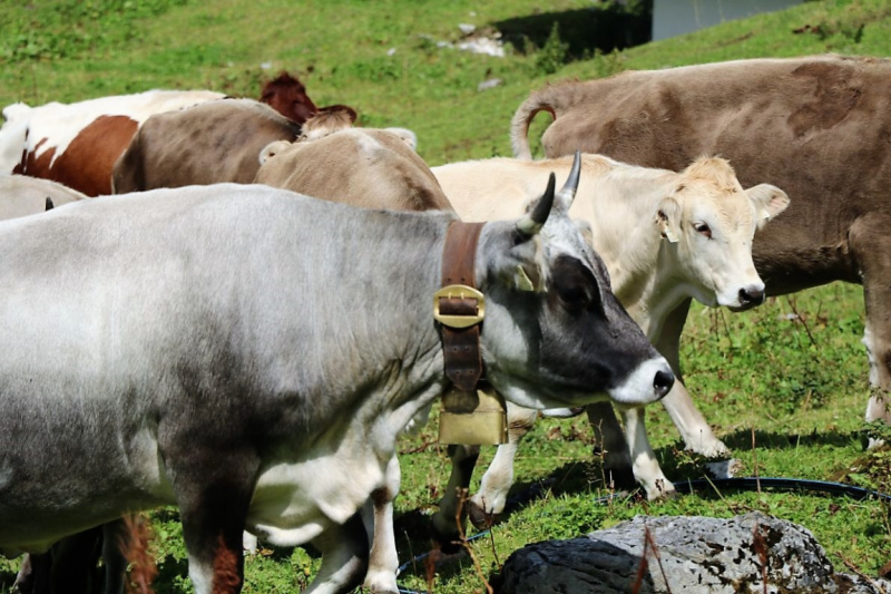 freilichtbuehne_seebenalm_2017_127