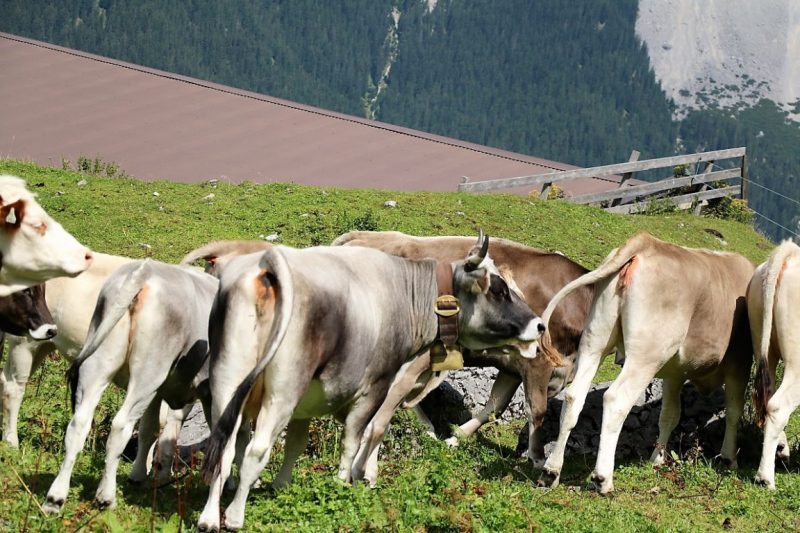 Freilichtbühne Seeben Alm – Almvieh und Wanderer auf Augenhöhe