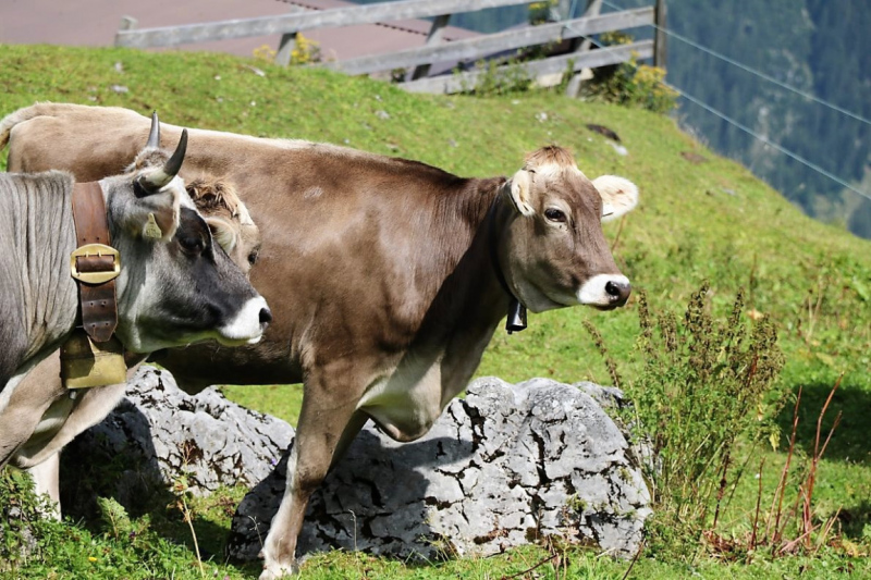Freilichtbühne Seeben Alm – Almvieh und Wanderer auf Augenhöhe