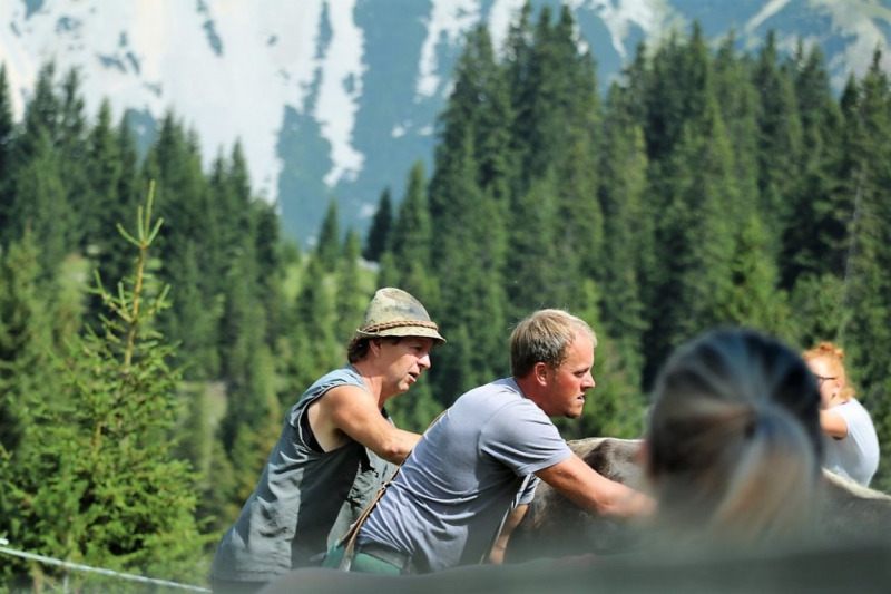 Freilichtbühne Seeben Alm – Almvieh und Wanderer auf Augenhöhe