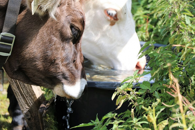freilichtbuehne_seebenalm_2017_136