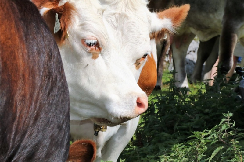 freilichtbuehne_seebenalm_2017_143