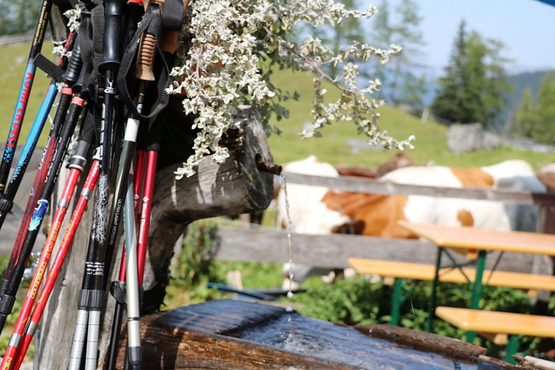 Freilichtbühne Seeben Alm – Almvieh und Wanderer auf Augenhöhe
