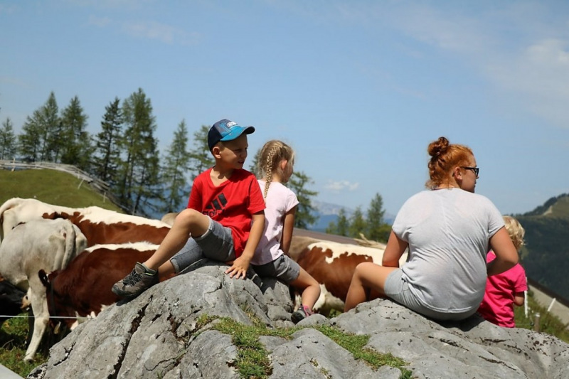 Freilichtbühne Seeben Alm – Almvieh und Wanderer auf Augenhöhe