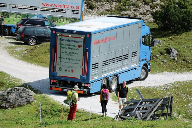 Freilichtbühne Seeben Alm – Almvieh und Wanderer auf Augenhöhe