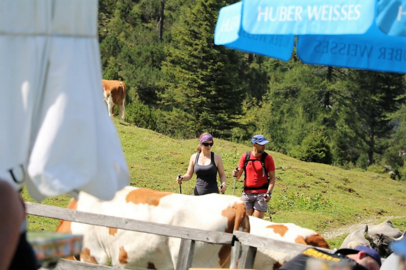 Freilichtbühne Seeben Alm – Almvieh und Wanderer auf Augenhöhe