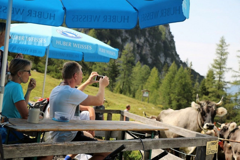 Freilichtbühne Seeben Alm – Almvieh und Wanderer auf Augenhöhe