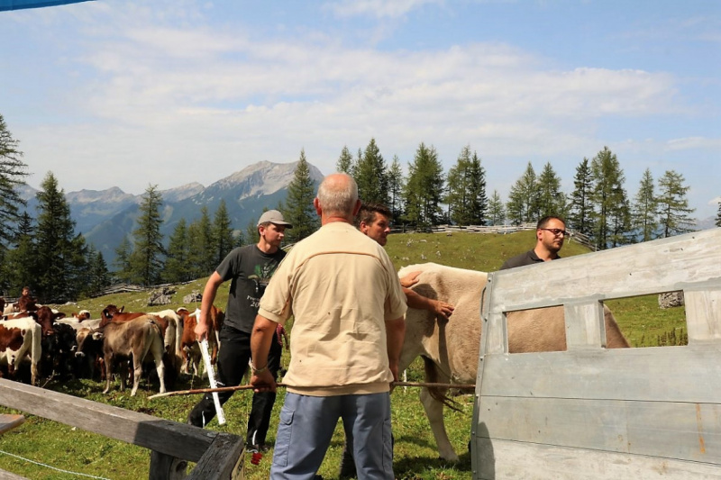 Freilichtbühne Seeben Alm – Almvieh und Wanderer auf Augenhöhe
