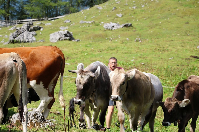 Freilichtbühne Seeben Alm – Almvieh und Wanderer auf Augenhöhe