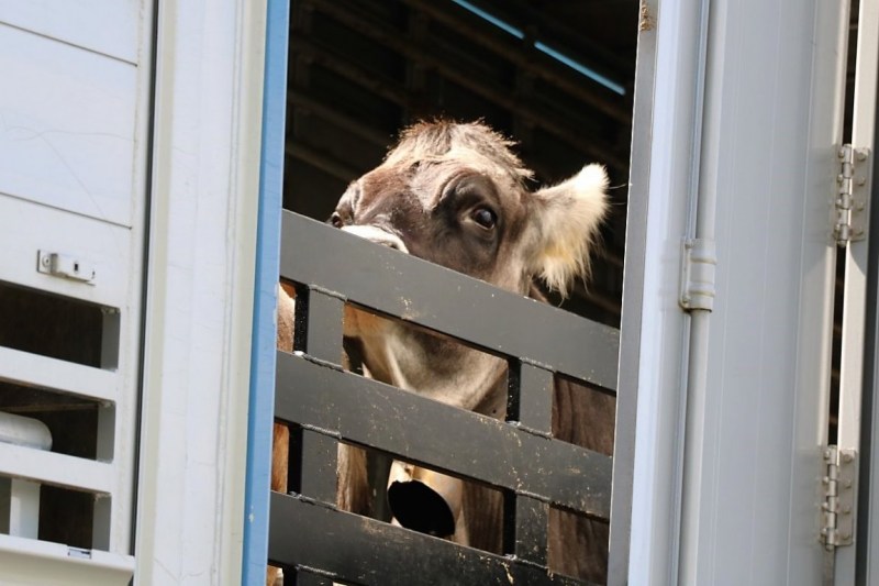 freilichtbuehne_seebenalm_2017_204