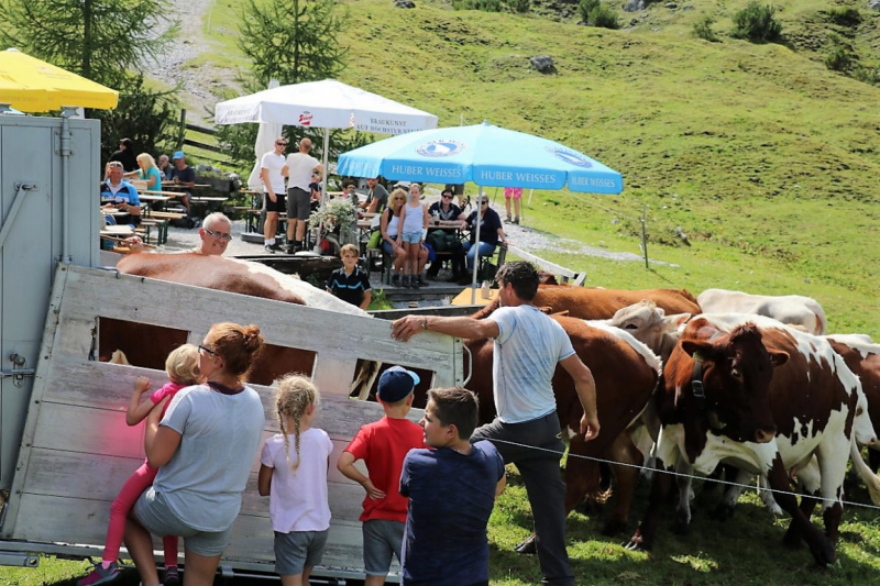 Freilichtbühne Seeben Alm – Almvieh und Wanderer auf Augenhöhe