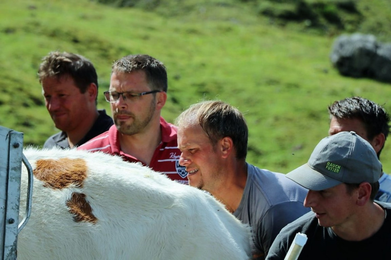 Freilichtbühne Seeben Alm – Almvieh und Wanderer auf Augenhöhe