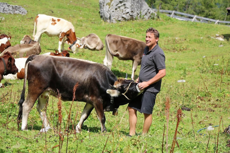 Freilichtbühne Seebenalm – Almvieh und Wanderer auf Augenhöhe