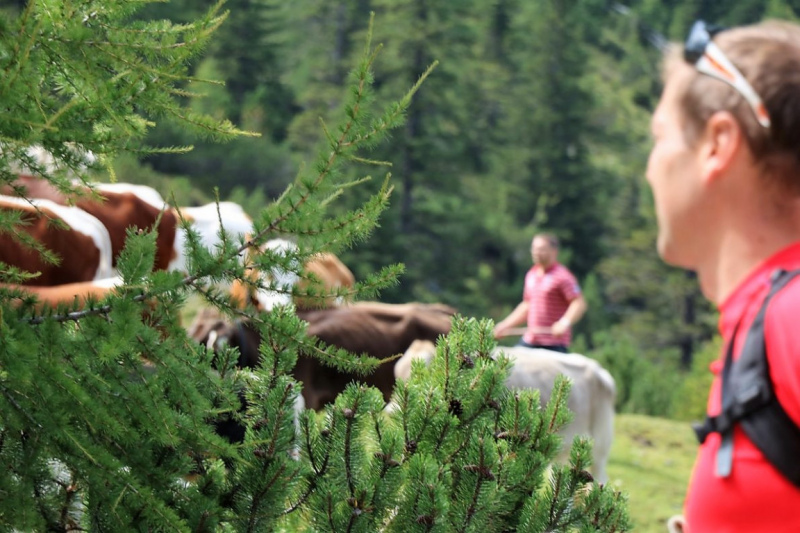 Freilichtbühne Seebenalm – Almvieh und Wanderer auf Augenhöhe