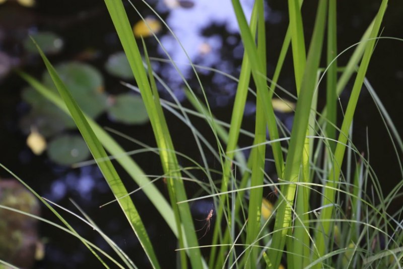 Gartenkunst blüht im Verborgenen – Ton trifft Holz