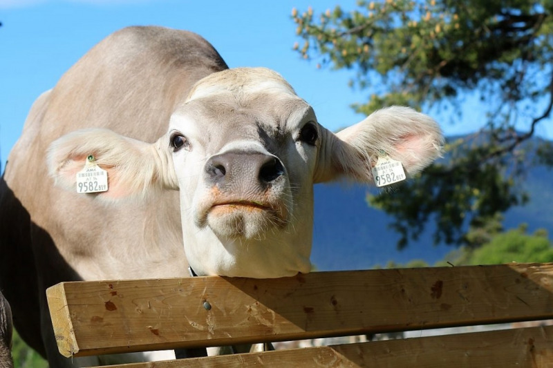 Hat die Kuh Charakter? – „Ja – und sie vergisst nie“