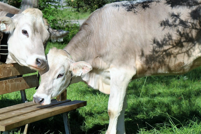 Hat die Kuh Charakter? – „Ja – und sie vergisst nie“