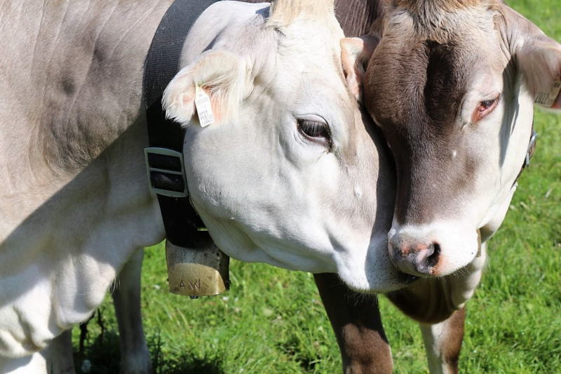 Hat die Kuh Charakter? – „Ja – und sie vergisst nie“