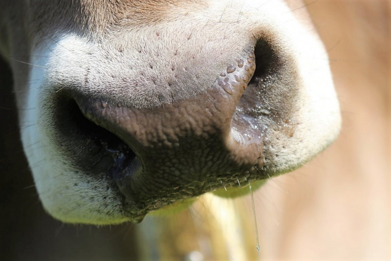 Hat die Kuh Charakter? – „Ja – und sie vergisst nie“