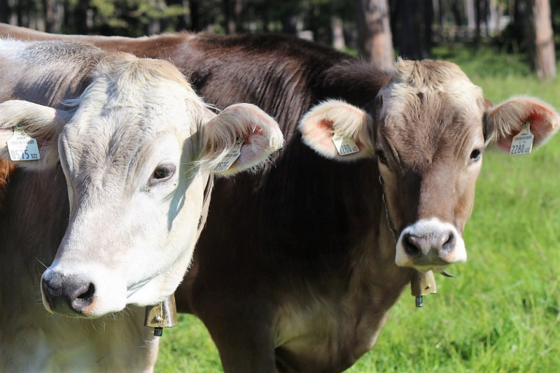 Hat die Kuh Charakter? – „Ja – und sie vergisst nie“