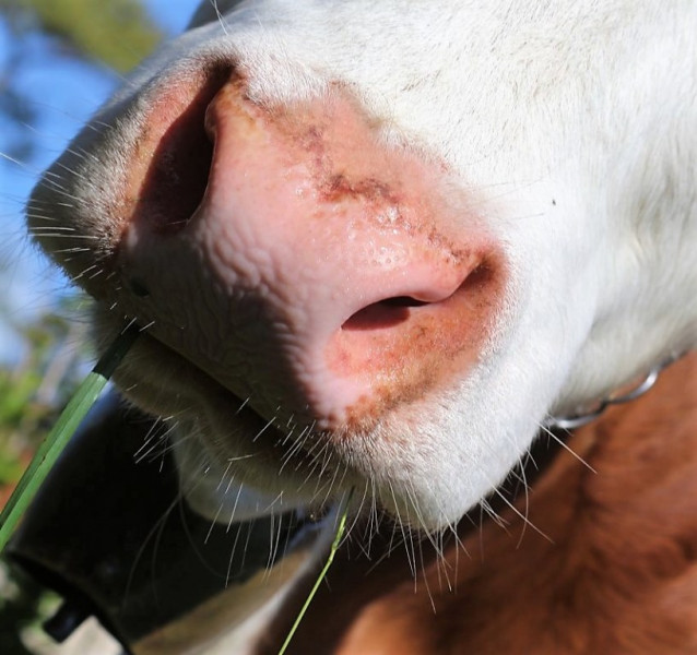 Hat die Kuh Charakter? – „Ja – und sie vergisst nie“