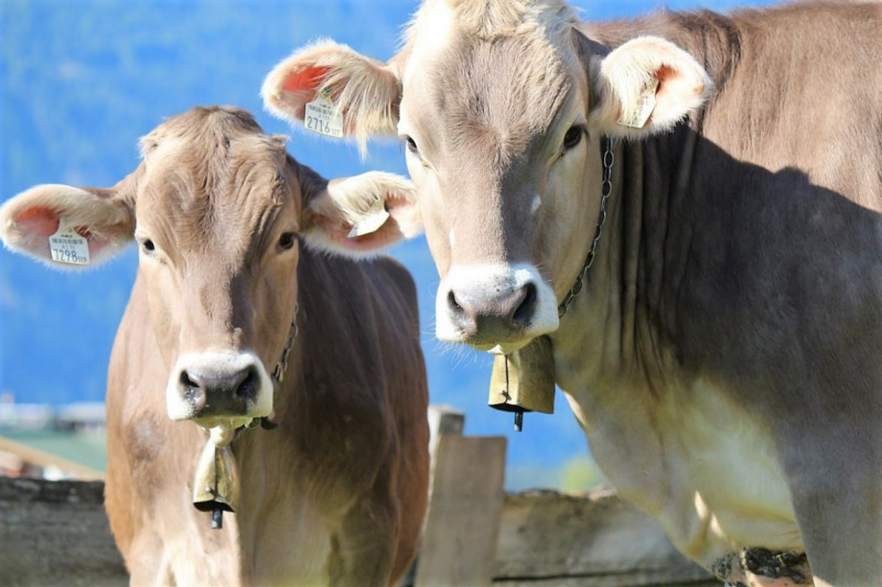 Hat die Kuh Charakter? – „Ja – und sie vergisst nie“