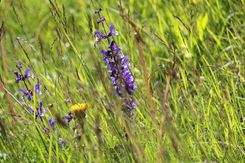 Hat die Kuh Charakter? – „Ja – und sie vergisst nie“