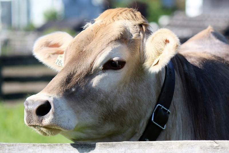 Hat die Kuh Charakter? – „Ja – und sie vergisst nie“