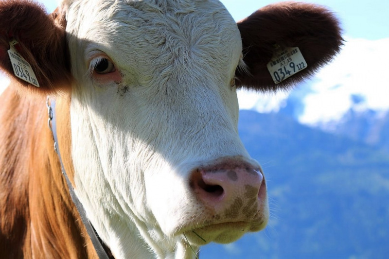 Hat die Kuh Charakter? – „Ja – und sie vergisst nie“