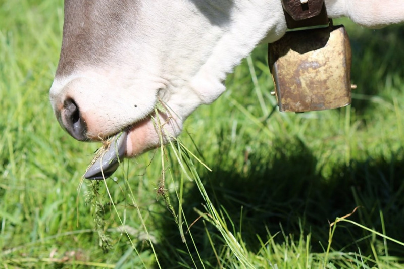 Hat die Kuh Charakter? – „Ja – und sie vergisst nie“