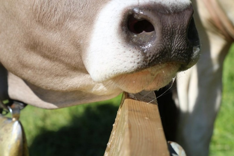 Hat die Kuh Charakter? – „Ja – und sie vergisst nie“