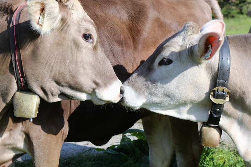 Hat die Kuh Charakter? – „Ja – und sie vergisst nie“