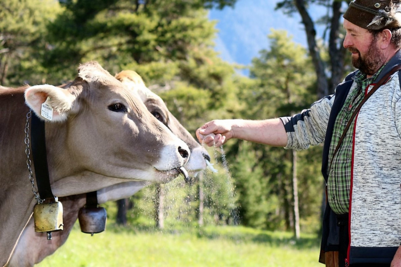 Hat die Kuh Charakter? – „Ja – und sie vergisst nie“