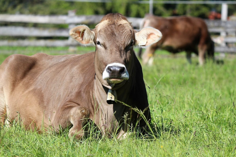 Hat die Kuh Charakter? – „Ja – und sie vergisst nie“