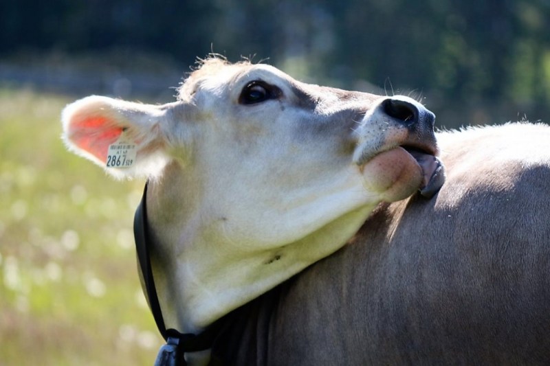 Hat die Kuh Charakter? – „Ja – und sie vergisst nie“