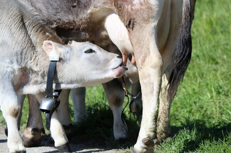 Hat die Kuh Charakter? – „Ja – und sie vergisst nie“