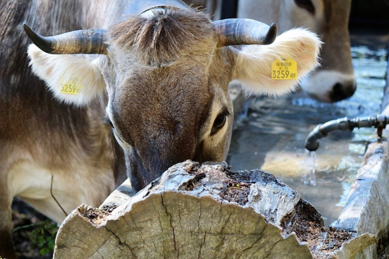 Hat die Kuh Charakter? – „Ja – und sie vergisst nie“