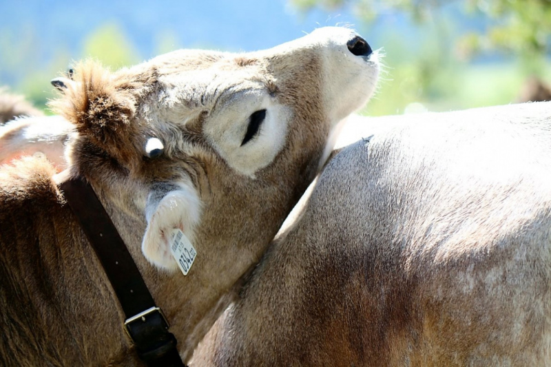 Hat die Kuh Charakter? – „Ja – und sie vergisst nie“