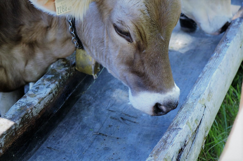 Hat die Kuh Charakter? – „Ja – und sie vergisst nie“